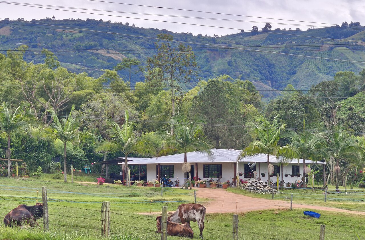 A coffee farm in Pitalito, Huila, Colombia