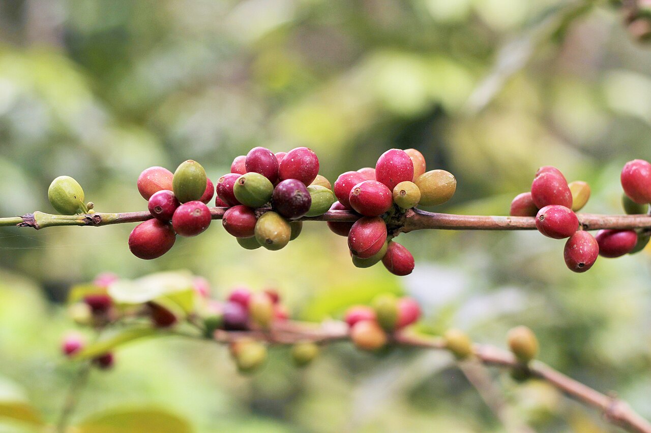 Raw Colombian coffee beans