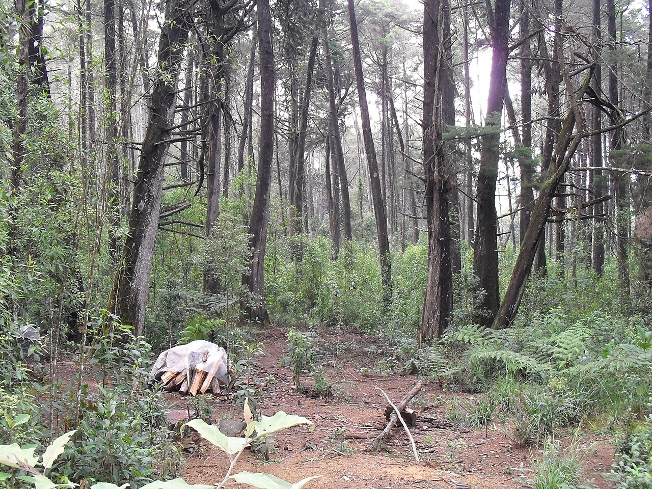 Forest inside Parque Arvi near Medellin